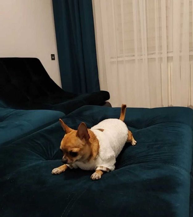 Одежда для собак и кошек