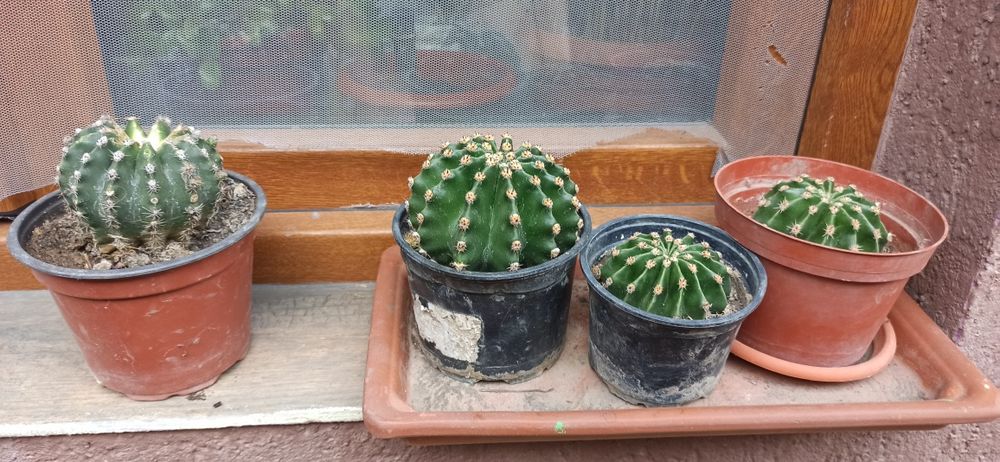 Cactusi de vanzare