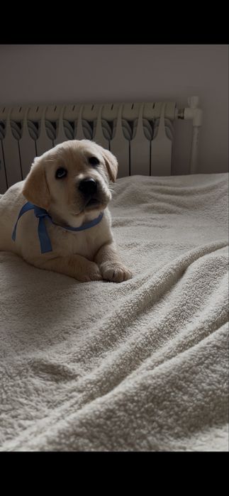 Лабрадор золотистый ретривер