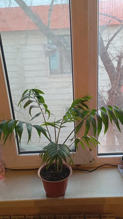 2000 цветок пальма