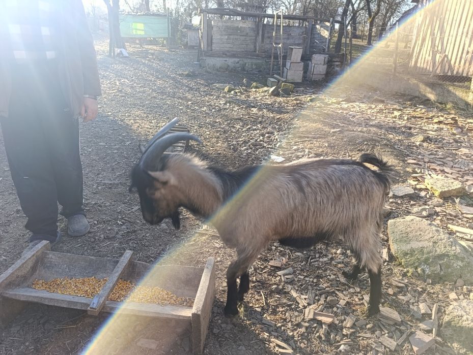 De vanzare Tiap de 1an