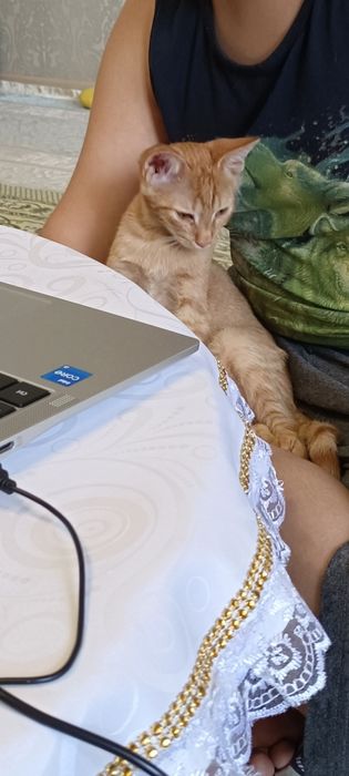 Котёнок 4 месяц а