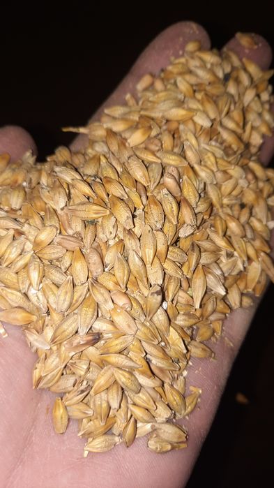 Продам ячмень для кормов