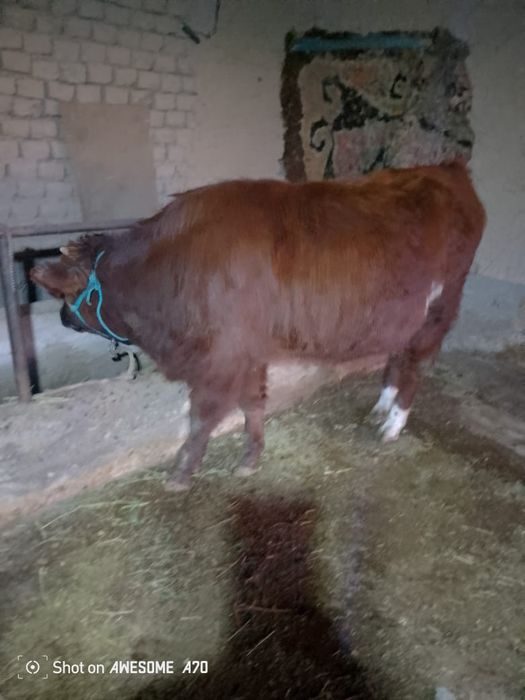 Падсос сатылады..