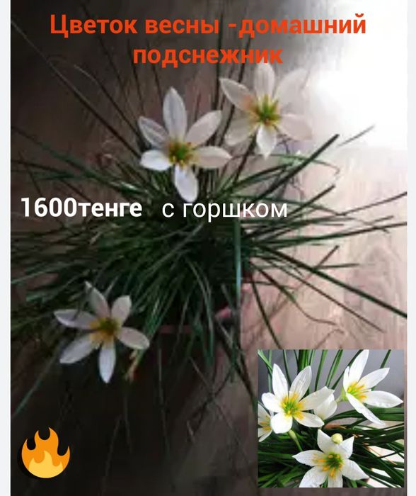 Комнатные ,красивые домашние цветы