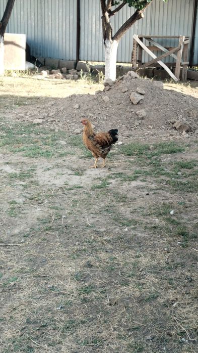 Қораз балапан сатам