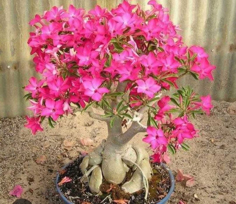 Adenium Trandafirul Desertului