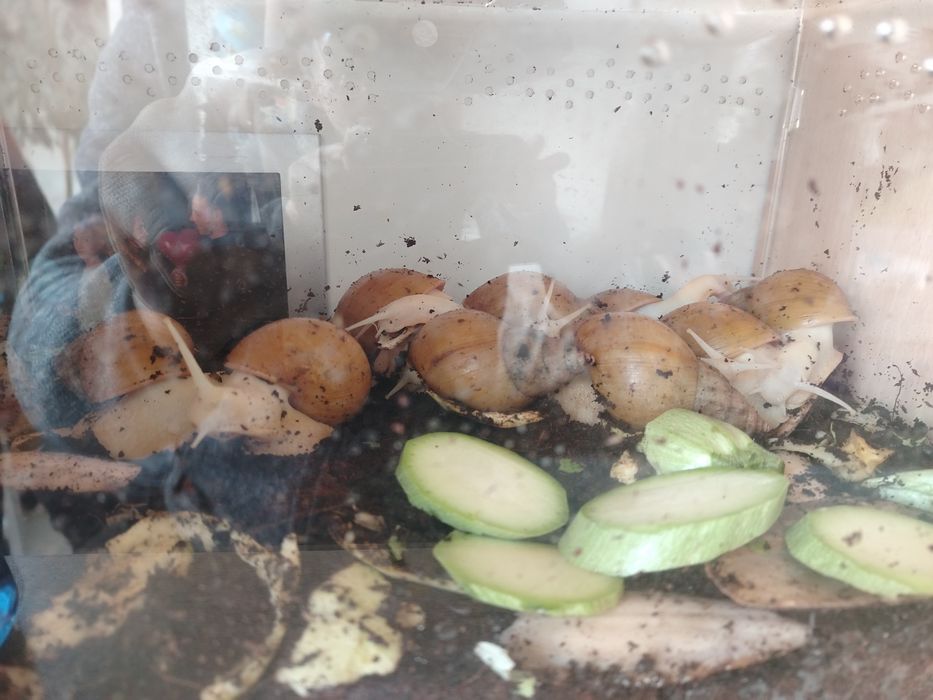 Продавам големи Африкански охлюви.