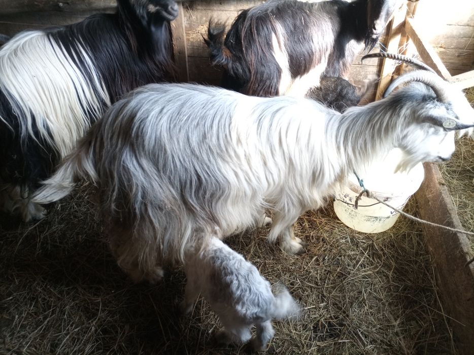 Vând 2 capre tinere