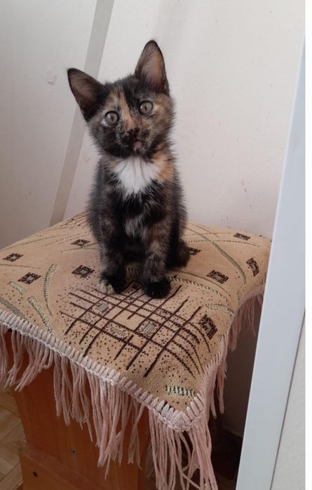 Котенок ищет дом