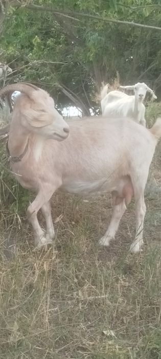 Продам дойных коз и козочек.