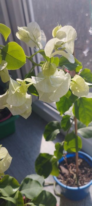 Бугенвиллия белая .