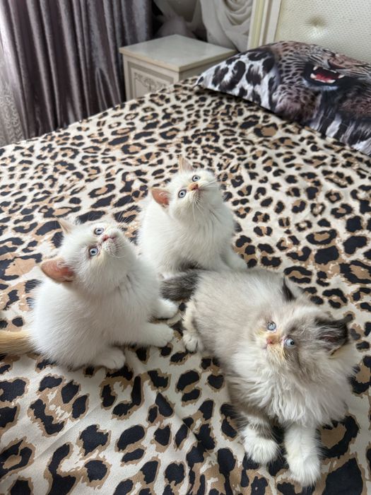 100 foiz toza parodia