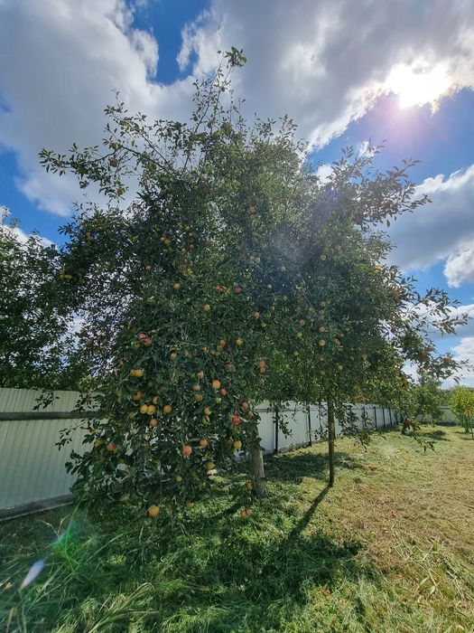 Vând 2.500 mp teren intravilan în Lugojel la 4 km de Lugoj 24€ /mp