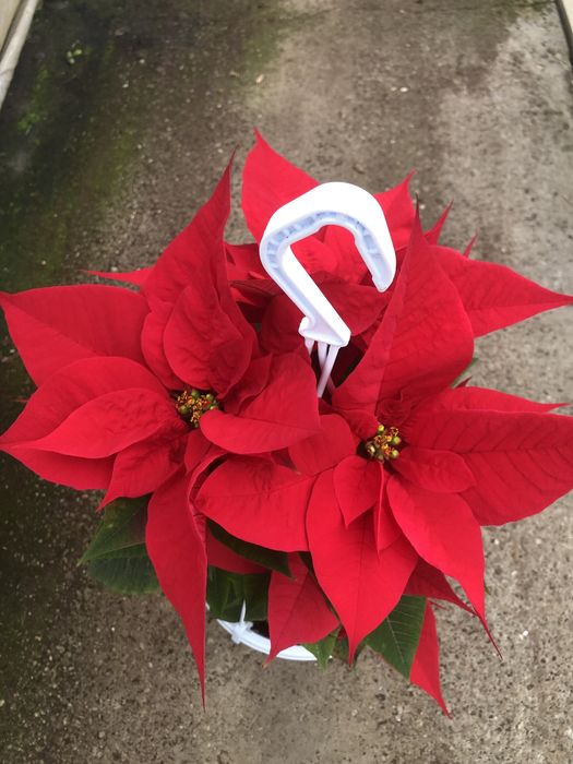 Craciunite/poinsettia la ghiveci