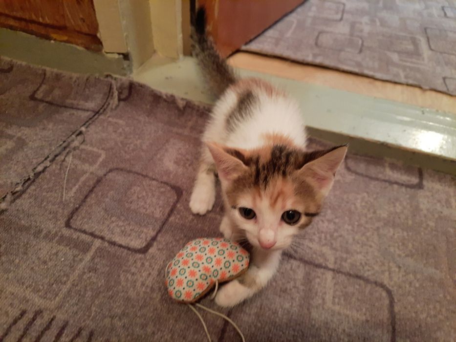 Pisici pentru adoptie