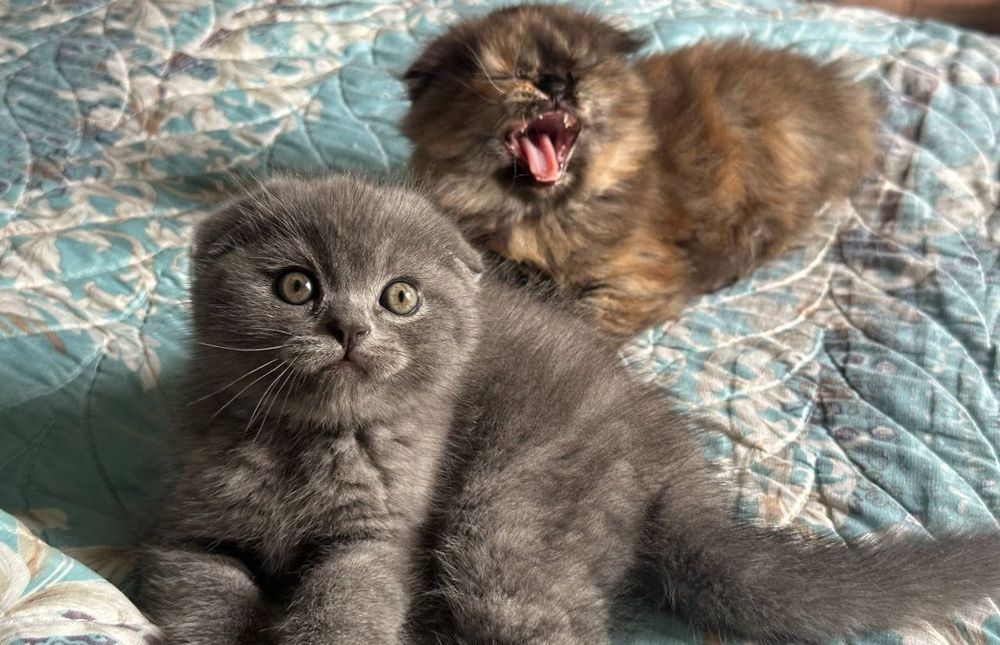 Продаётся вислоухая котята