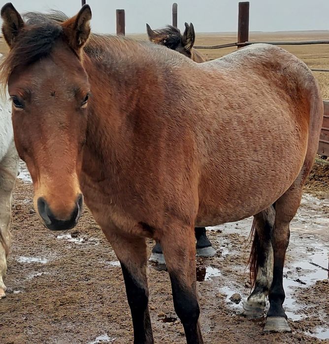 Семіз ту бие сатылады.