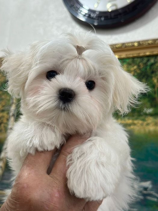 Мальтезе кукольный мальчик