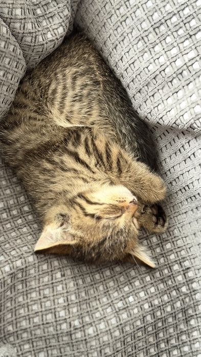 Отдам котенка в добрые руки