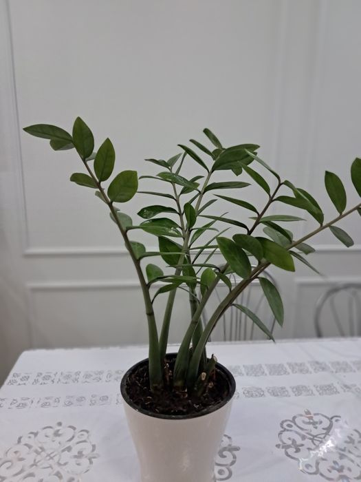 Денежное дерево Замиокулькас.