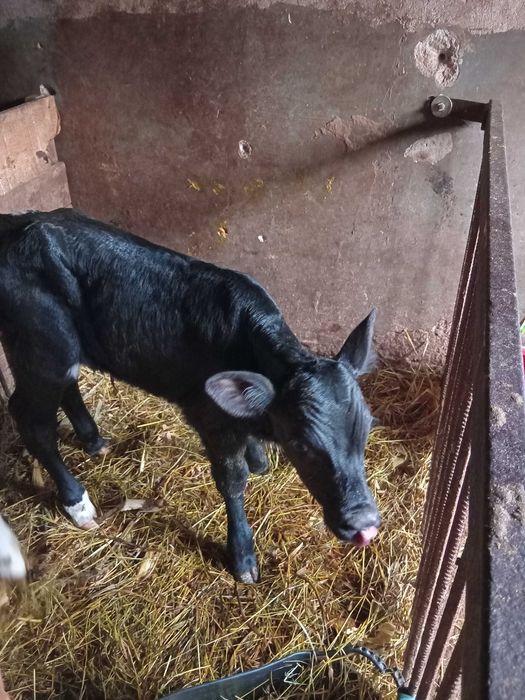 Vand vitica de lapte