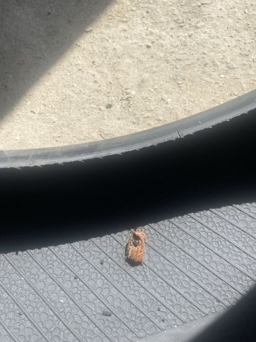 Шина летняя Triangle 255/35R18