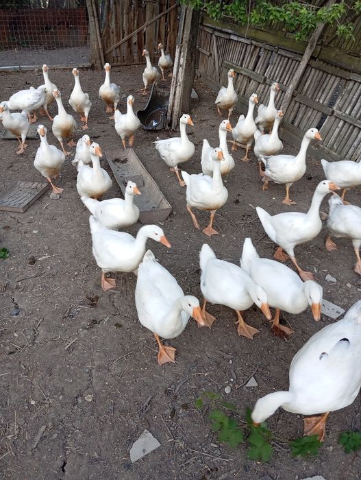 Vând gâște albe romanesti