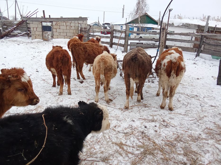 Бычки крс бұқа подсос