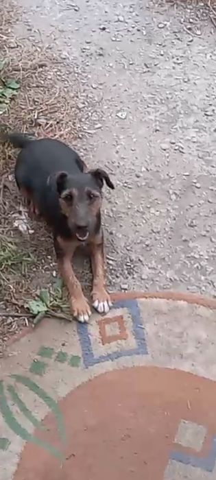 Продам Ягдтейера, девочка.г. Рудный