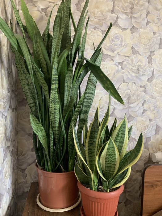 Продам сансевиерию ,два вида .