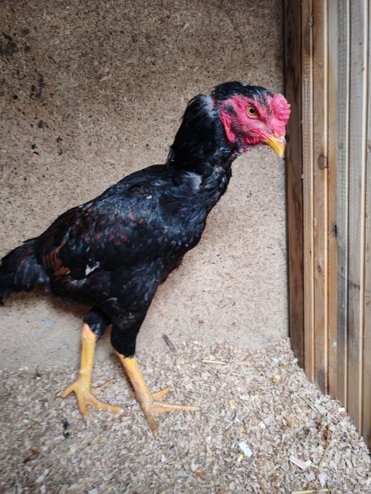 Продам хороших петушков  шамо микс