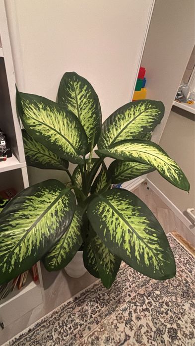 Дифанбахия тропик сноу