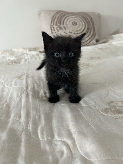 Отдам котят в добрые руки !