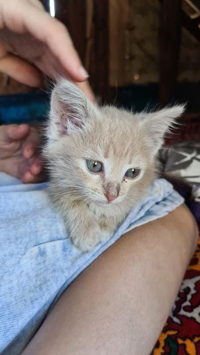 Отдаю милых котят