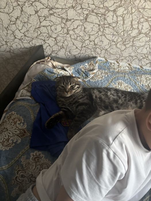 Пропал кот домашний кск