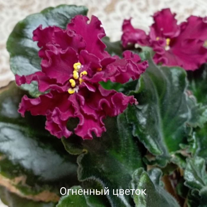 Распродажа деток сортовых фиалок