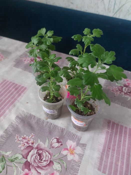 Хризантема мультифлора