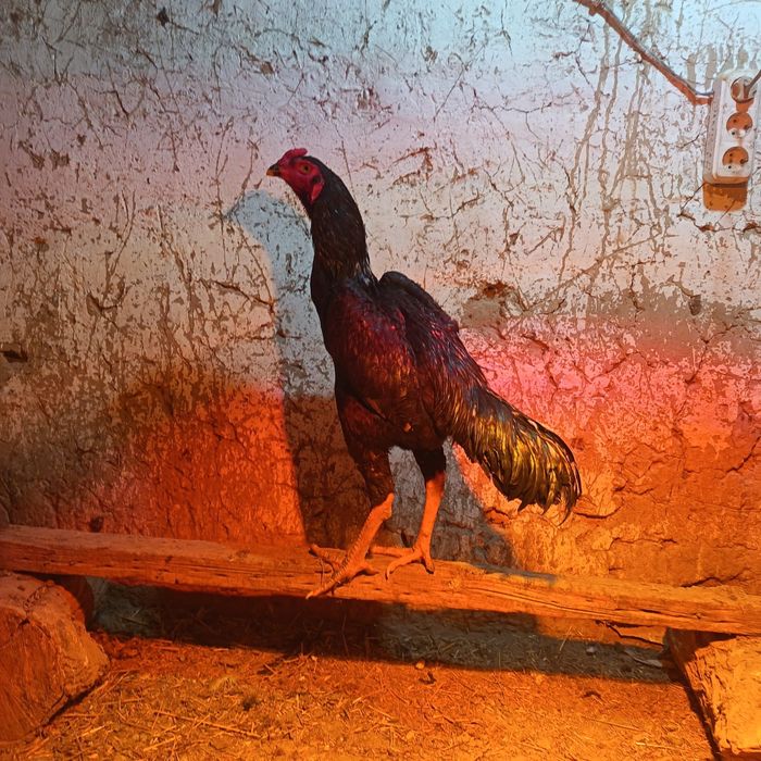 Дакан қораз сатлады тулек