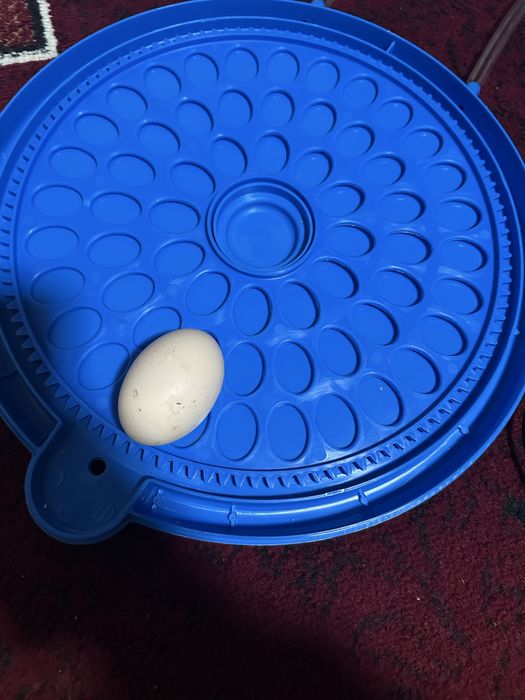 Inkubator 60-talik bedana, to’liq avtomatik