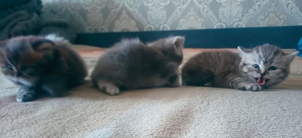 Британские котята