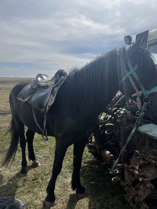 Продам табун лошодей