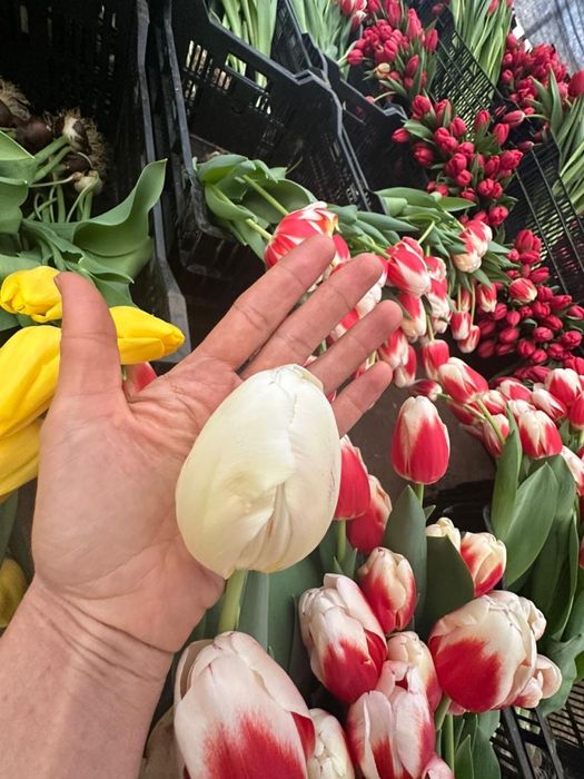 Премиальные беллорусские тюльпаны