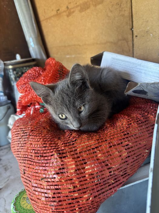 Отдам котят в добрые руки