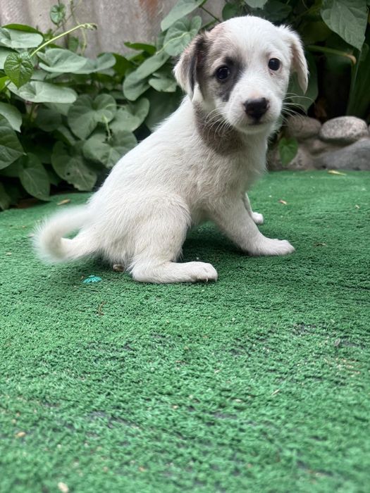 Отдам щенков в хорошие руки.