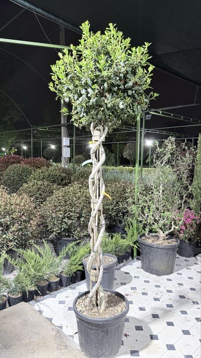 Italiya ko’chatlari  Magnolia Archa