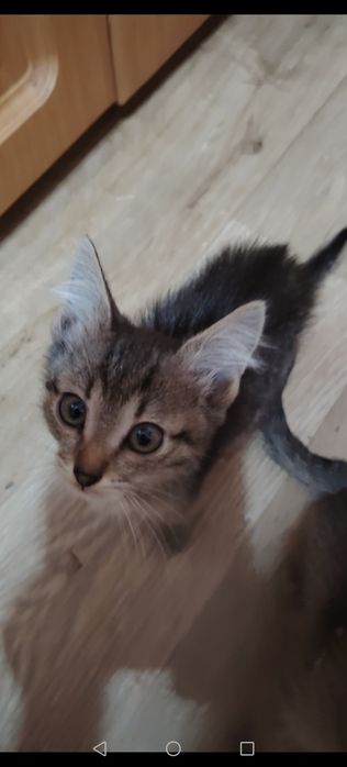 Котики маленькие