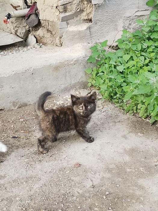 Ищем дом котятам