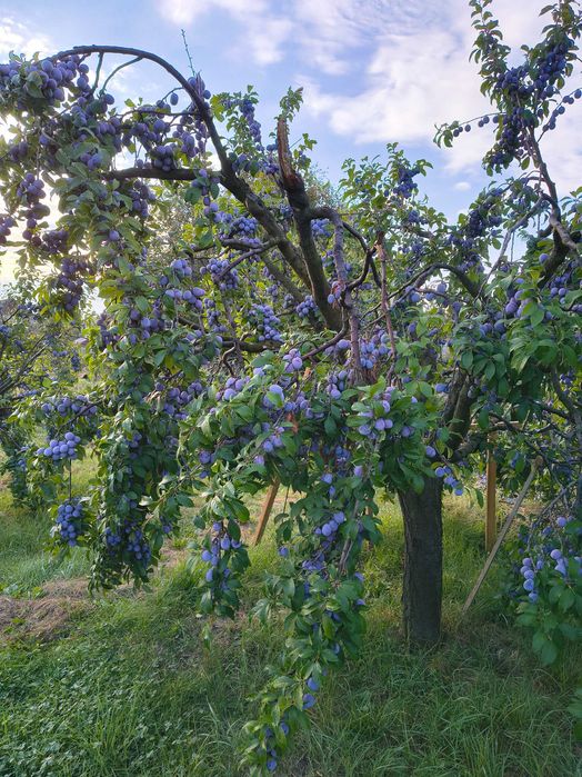Vând prune anaspet