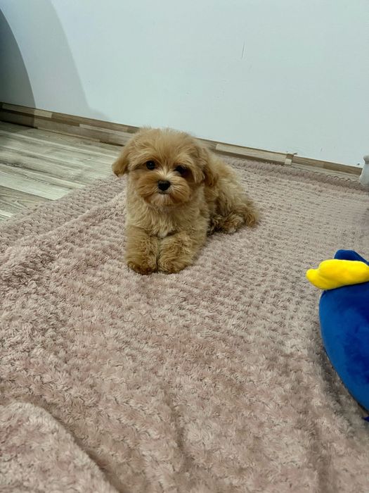 Maltipoo mini -Teddy